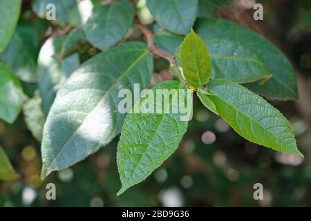 Ficus coronata leaves, an Australian native plant also known as Sandpaper Fig. Stock Photo