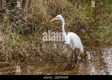Great Egret wading in Six Mile Cypress Slough. Stock Photo