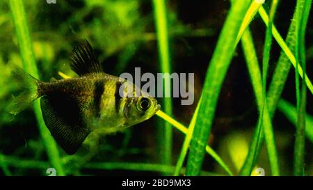 Black skirt tetra fish in planted tank setting Stock Photo