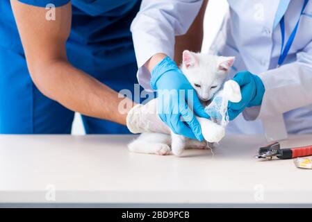 The two young vet doctors examining sick cat Stock Photo
