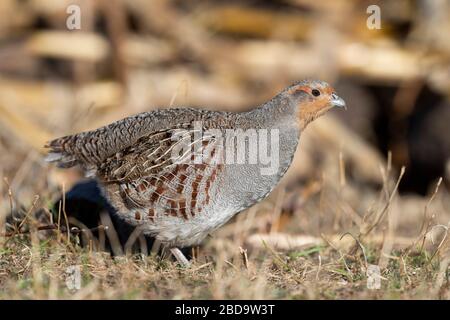 Hungarian Grey Partridge in a corn field in North Dakota Stock Photo ...