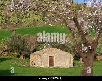 typical rural landscape of Sicily with flowered almond tree and prickly pear Stock Photo