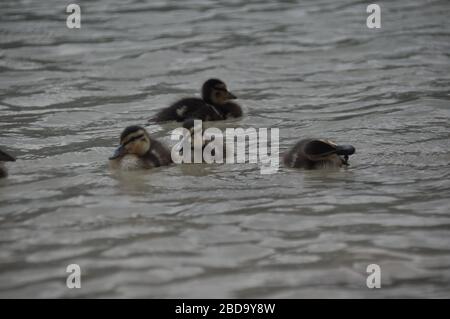 A family of mallard ducks floating on the water, mother with chicks. Black lake in the Durmitor mountains near Zabljak. A beautiful place in Montenegr Stock Photo
