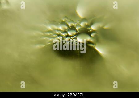 art photo abstract background in the form of an eye from bubbles of different sizes on a green background Stock Photo