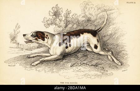 Fox hound, Canis lupus familiaris. Handcoloured steel engraving by William Lizars from a drawing by James Stewart from Colonel Charles Hamilton Smith’s volume on Dogs from Sir William Jardine's Naturalist's Library: Mammalia, W. H. Lizars, Edinburgh, 1840. Stock Photo