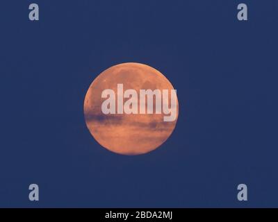 Sheerness, Kent, UK. 8th Mar, 2020. The full Pink supermoon, the largest supermoon of 2020, seen setting above Sheerness, Kent this morning. Credit: James Bell/Alamy Live News