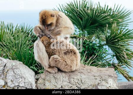 View of two wild monkeys as Barbary Macaque grooming each other at the top of the Rock of Gibraltar. British Colony Gibraltar. Stock Photo