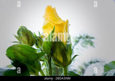 Closed yellow hibiscus flower with younger buds on clear background Stock Photo