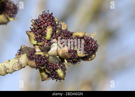 A branch of an Ash Tree, Fraxinus excelsior, in flower in spring. Stock Photo