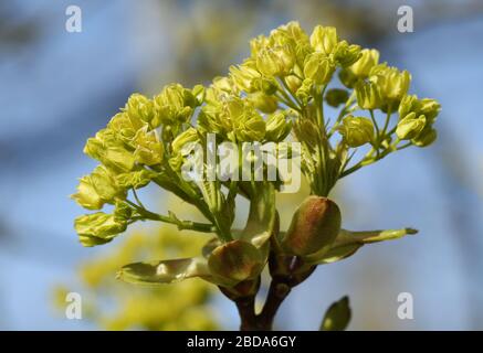 Buds opening into leaves and flowers  of a Field Maple Tree, Acer campestre, in springtime. Stock Photo