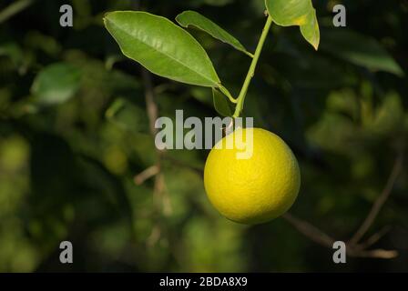 orange citrus and leaf growing on a orchard of Sicily Stock Photo