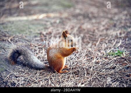 Red Squirrel eating sunflower seeds in the city park Stock Photo
