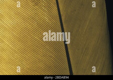 Close up Beautiful yellow Bird feather background pattern texture for design .  Macro photography view. Stock Photo