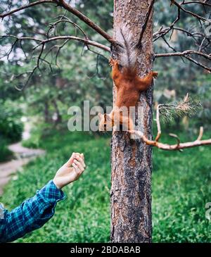 Woman hand in green shirt with nut feeding curious squirrel in pine forest Stock Photo