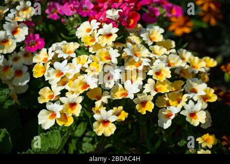 In many colors Nemesia, Sansatia blooms. This flower was named after Nemesis, the Greek goddess of retribution Stock Photo