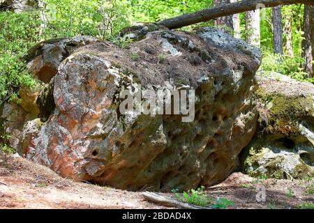 Large rocks in the pine forest. National park. Stock Photo