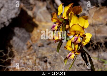 Diuris magnifica, the Large Pansy Orchid, with yellow and purple flowers, in its natural habitat in Southwest Western Australia Stock Photo