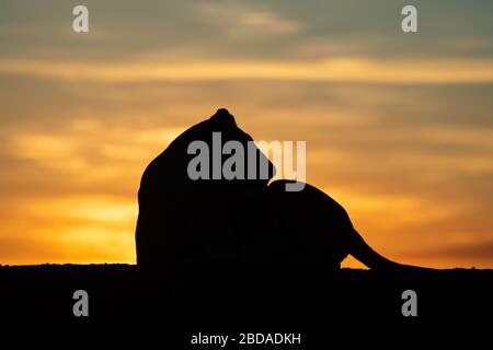 Silhouette of lioness turning head at dawn Stock Photo