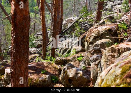 Large rocks in the pine forest. National park. Stock Photo