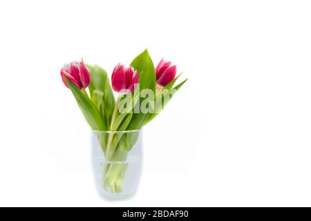 Bouquet of pink tulips in a transparent, glass vase on a white background. Spring garden flower. Copy space. Stock Photo