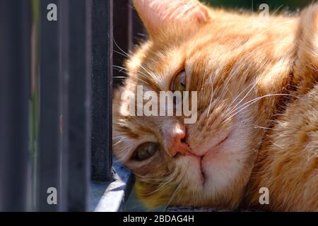 Portrait of red male cat lying on a balcony Stock Photo