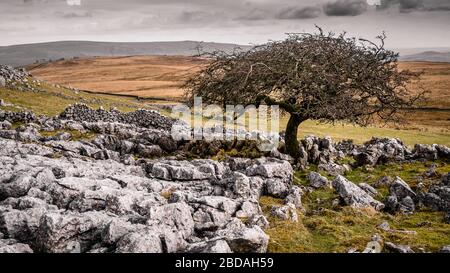 Mastiles Lane, near Malham and Kilnsey in North Yorkshire, was a Roman marching road and later an important route for the Cistercian monks leading she Stock Photo