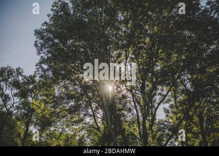 Cologne, Germany, 24.07.19: The morning sun is still hiding slightly behind the trees. Stock Photo