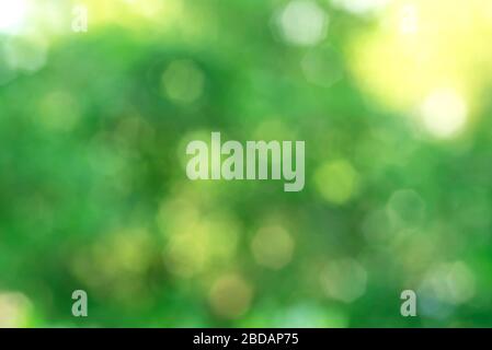 Abstract Green Nature Bokeh Background Stock Photo