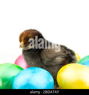 Small black chick with colorful easter eggs on white background. Stock Photo