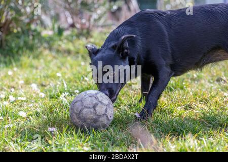 Cute Labrador mix playing with ball in park Stock Photo