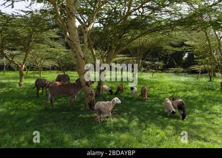 Livestock grazing near the village of Lusigetti which is approximately 27km north west of central Nairobi, in Kikuyu Constituency, Kiambu County, Keny Stock Photo