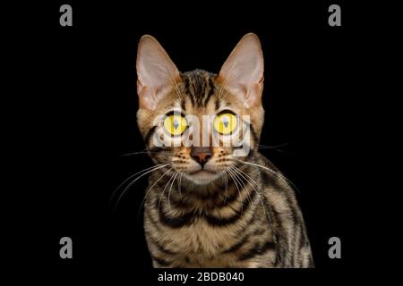Bengal Kitty with Big Yellow Eyes Stare in Camera on Isolated Black Background, close-up view