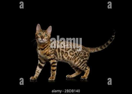 Playful Bengal Cat Walking on Isolated Black Background, side view Stock Photo