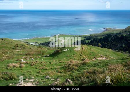 Sheep and lambs on hillside with Pacific Ocean in distance, Glenburn, Wairarapa, New Zealand Stock Photo
