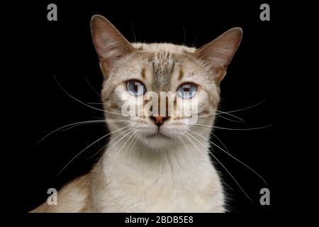 White Bengal Cat with Blue Eyes Stare in Camera on Isolated Black Background, close-up view Stock Photo