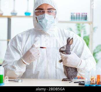 The scientist doing testing on animals rabbit Stock Photo