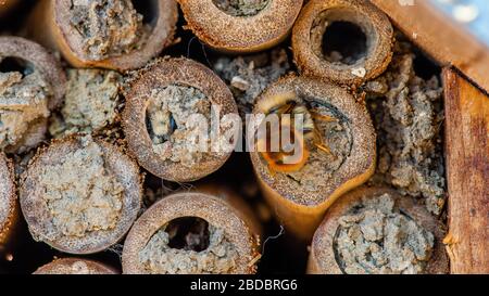 Mason Bees hatching in Spring after long Winter. Bee Hotel, bamboo tubes Stock Photo