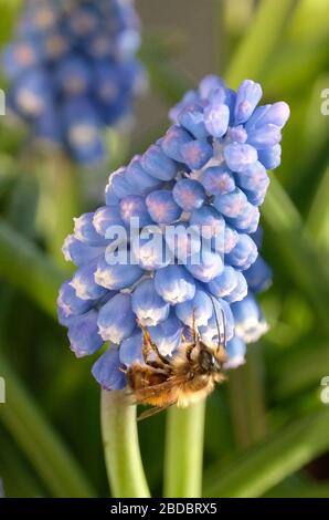 Hamburg, Germany. 07th Apr, 2020. A bee collects nectar on a grape hyacinth Credit: Marcus Brandt/dpa/Alamy Live News Stock Photo