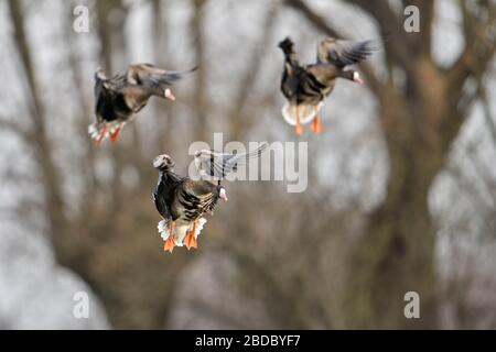 Greater White-fronted Geese / Blaessgaense ( Anser albifrons ), little flock in flight, landing in front of pollarded willows, typical background, wil Stock Photo