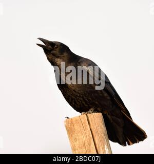 Carrion Crow / Rabenkraehe ( Corvus corone ) in winter, perched on a fence pole, calling, crawing loudly, wildlife, Europe. Stock Photo