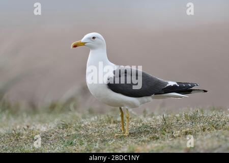 Lesser Black-backed Gull / Heringsmoewe ( Larus fuscus ) standing on top of a dune, typical seagull, wildlife, Europe.
