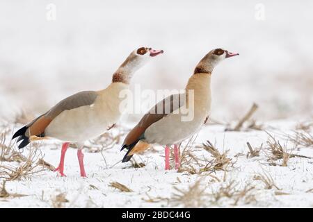 Egyptian Geese / Nilgaense (Alopochen aegyptiacus), pair, couple in winter, showing aggressive behaviour, defending their territory, together, wildlif Stock Photo
