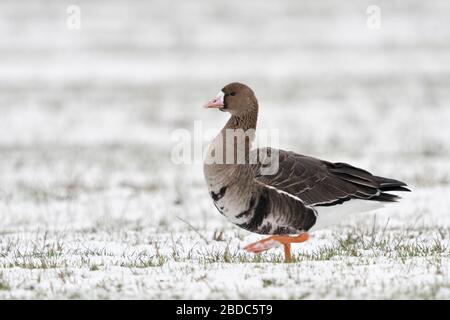 White-fronted Goose / Blaessgans ( Anser albifrons ) in winter, arctic goose, walking over snow covered farmland, wildlife, Europe. Stock Photo