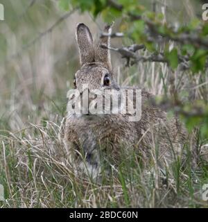 Rabbit / European Rabbit ( Oryctolagus cuniculus ), adult, hiding under bushes, looks cute, wildlife, Europe. Stock Photo