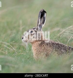 Hare / Brown Hare / European Hare / Feldhase ( Lepus europaeus ) sitting in a meadow, watching attentively, nice side view, wildlife, Europe. Stock Photo