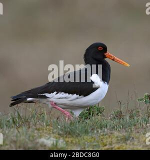 Oystercatcher / Austernfischer ( Haematopus ostralegus ), walking over the top of a little hill in the dunes, nice and detailed side view, wildlife, E