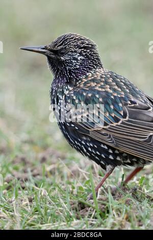 Common Starling / Star ( Sturnus vulgaris ) in winter, sitting / standing in a meadow, watching around attentively, wildlife, Europe. Stock Photo