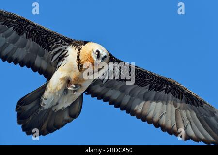 Bearded Vulture / Laemmergeier ( Gypaetus barbatus ), Lammergeier, Ossifrage, carrying a bone in its talons, holding prey, Swiss alps, wildlife, Europ Stock Photo