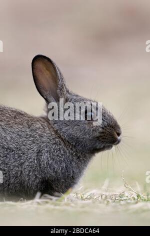 BLACK RABBIT ORYCTOLAGUS CUNICULUS SITTING SIDE VIEW Stock Photo - Alamy