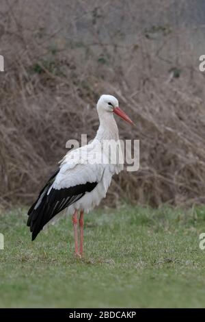 White Stork / Weissstorch ( Ciconia ciconia ) in winter, overwintering in Germany, standing on a green meadow in front of dry bushes, wildlife, Europe Stock Photo